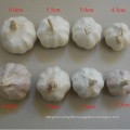 Suppy All Specification Fresh Normal White Garlic in China